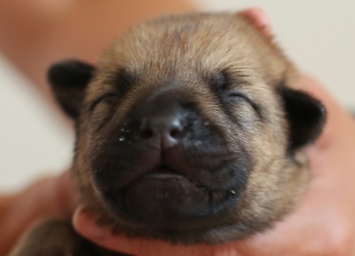 chinook puppy
